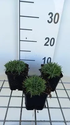 Zdjęcie produktu dla 6 x Dianthus grat. pink Jewel' - Goździk - Doniczka 9 x 9 cm