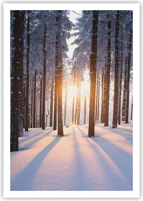 Produktbild von Poster - Poster ohne Rahmen - Wald Winter Schnee - 70x100 cm - Wand Bild - Wanddeko - Wandbilder - Kunstposter - Wandposter - Bilder - Kunstdruck - Wanddekoration - Wandbild - P2XPA70x100-3629