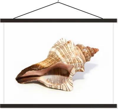 Produktbild von MuchoWow® Textilposter Muschel - Weiß - Meer 120x90 cm mit schwarzem Rahmen - Aufhänger für Poster
