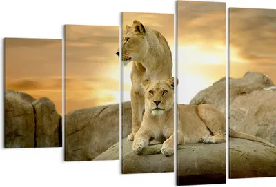 Produktbild von Bild auf Leinwand - Leinwandbild - Löwen Sonnenuntergang Felsen Krallen - 150x100cm - Wand Bild - Wanddeko - Leinwanddruck - Bilder - Kunstdruck - Leinwand bilder - Wandkunst - EG150x100-2958