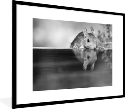 Produktbild von MuchoWow® Gerahmtes Poster Trinkendes Eichhörnchen - schwarz-weiß 80x60 cm - Poster mit Schwarzem Bilderrahmen Wandposter Rahmen Foto Bilder - Schlafzimmer-Dekorationen - Fotoposter