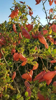 Image de Colutea arborescens / Baguenaudier