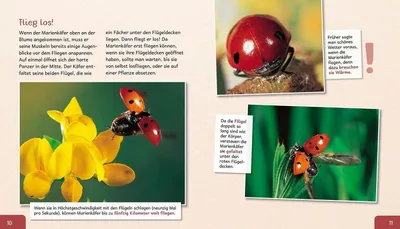 Obrázok produktu pre Meine große Tierbibliothek: Der Marienkäfer