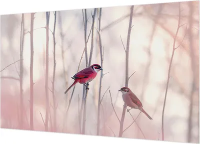 Produktbild von Fototapete - Wandbilder für Wohnzimmer - 416x254 - Dekorative Wandfolie - Modernes Design für Wanddekoration - Tapeten für Innenräume - Vogelpaar