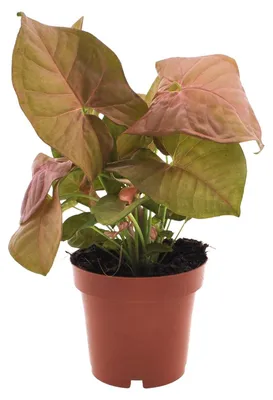 Image de Syngonium Neon - 25cm - Ø12cm - Plante d'intérieur - Vert persistant