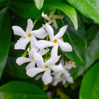 Zdjęcie produktu dla Bloomique - Zestaw 2 szt. - Trachelospermum Jasminoides - Jaśmin toskański - Biały - Rośliny pnące - Rośliny ogrodowe - Wytrzymałe - Zimozielone - Wysokość 50-70 cm - Doniczka 15 cm