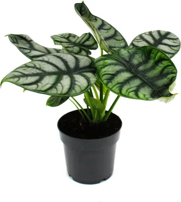 Zdjęcie produktu dla Alocasia baginda Silver Dragon - Alocasia - Silver Dragon Scale Arrowleaf - doniczka 12 cm