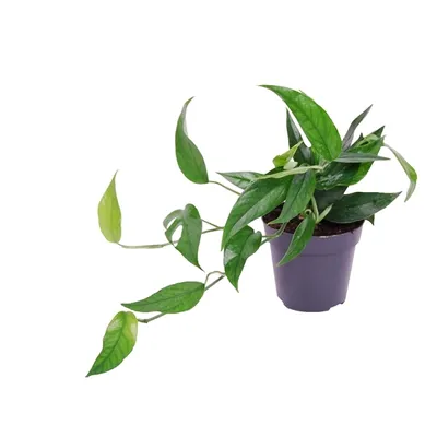Obrázek produktu pro Gardners Epipremnum pinnatum Blue form, průměr 12 cm
