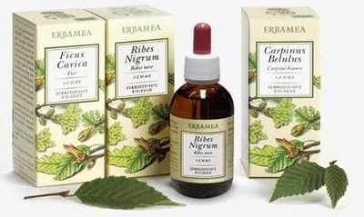 Produktbild von Tilia tormentosa: Knospen, Knospenextrakt