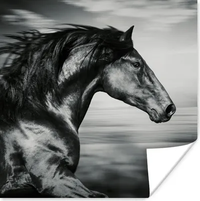 Produktbild von MuchoWow® Poster Pferd - Tiere - Schwarz - Weiß 100x100 cm - Babyzimmer