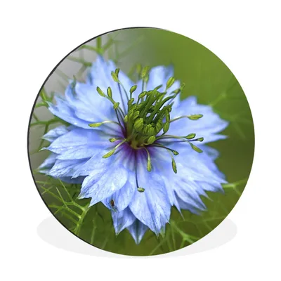 Produktbild von MuchoWow® Aluminium Wandkreis Nahaufnahme einer Nigelblüte Ø 90 cm Wanddeko Modern Wohnzimmer - Mauerkreis - Wandbilder - Runde Bild - Bild aus Aluminium - Schlafzimmer - Wohnzimmerdekoration - Wand Dekoration