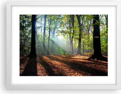 Produktbild von Gerahmtes Poster - Weißer Rahmen - Wald Blätter Sonne - 40x30 cm - Wand Bild - Wanddeko - Wandbilder - Kunstposter - Wandposter - Bilderrahmen - Bilder - Kunstdruck - Wandbild - P2WAA40x30-0136
