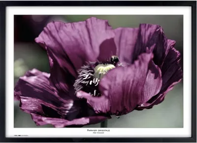 Zdjęcie produktu dla TRADAG Natura 70 x 100 czarny
