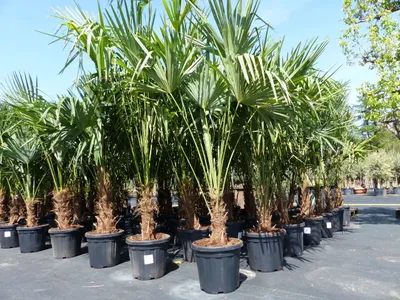 Produktbild von 3 Stück XXL Palme winterhart 190 - 220 cm Trachycarpus fortunei, Hanfpalme,