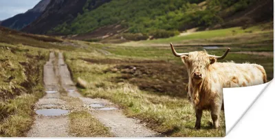 Produktbild von MuchoWow® Poster Schottische Highlander - Pfad - Wald 120x60 cm - Bild