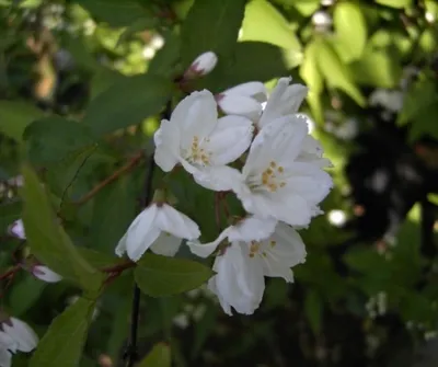 Produktbild von Deutzia kalmiiflora - Kalmiendeutzie - sehr blütenreich 60-100cm