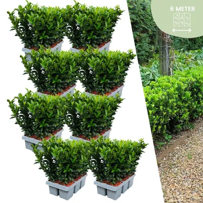 Image de Plants by Frank | 48 Plantes de fusain vert | Euonymus japonicus 'Green Spire' | Couvre-sol rustique | Vivaces rustiques | Plantes de jardin