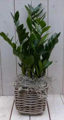Productafbeelding van Zamioculcas in mandje 55 cm Warentuin Natuurlijk