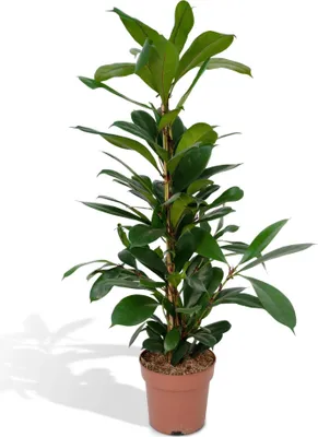 Produktbild von Ficus Cyathistipula Ø21Cm - ↕105Cm