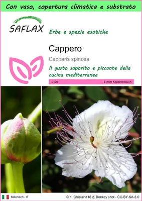 Immagine prodotto di SAFLAX Garden to go - Cappero - 25 semi - Capparis