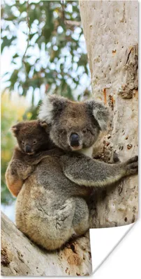 Produktbild von MuchoWow® Poster Koalas - Kind - Baum - Kinder - Junge - Mädchen 80x160 cm - Kinderzimmer