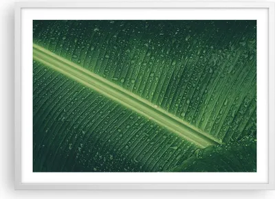 Produktbild von Gerahmtes Poster - Weißer Rahmen - Makro Blatt Tropfen - 70x50 cm - Wand Bild - Wanddeko - Wandbilder - Kunstposter - Wandposter - Bilderrahmen - Bilder - Kunstdruck - Wanddekoration - P2WAA70x50-4372