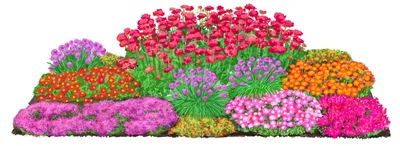 Produktbild von Dehner Bio Stauden-Set Trocken durch den Sommer, 24 Pflanzen für sonnige Standorte, mehrjährig, je 3-20 cm exkl. Pflanztopf, Ø Topf je 9 cm, rot / orange / pink / rosa / lila
