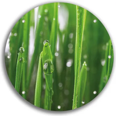 Produktbild von Wallario rundes Outdoor-Poster für Garten oder Balkon, Motiv Wassertropfen an Grashalmen, 30 cm Durchmesser