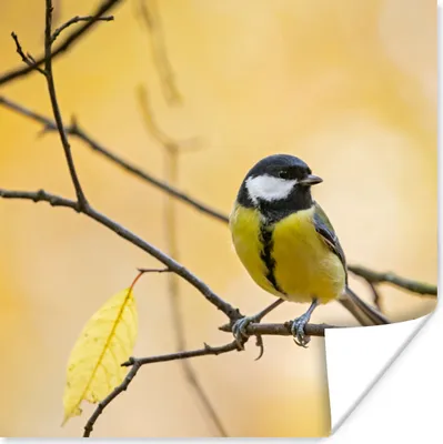 Produktbild von MuchoWow® Poster Kohlmeise - Zweig - Vogel - Tiere 75x75 cm - Wand Dekoration