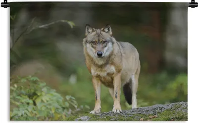 Produktbild von MuchoWow® Wandteppich Wandbehang Wolf - Asien - Pflanzen 120x80 cm Tapisserie Dekoration Wandtuch - Wanddekorationen - Wandtücher
