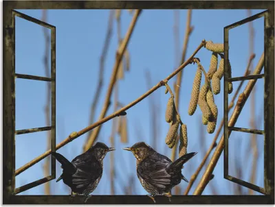 Produktbild von ARTland Wandbild Alu für Innen & Outdoor Fensterblick Amselgespräche im Frühling Größe: 120x90 cm