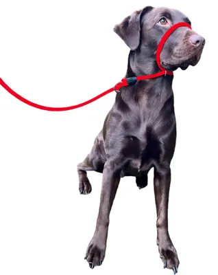Produktbild von Hundehalsband Hundegeschirr Hundehalfter - Alles-in-einem - Rot