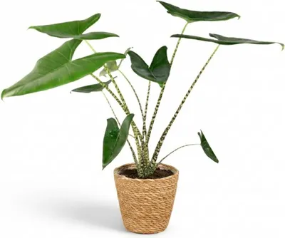 Produktbild von Green boutiQ - Zimmerpflanze - Elefantenohr - Alocasia Zebrina - Grün - Pflegeleicht - 1 Pflanze - inkl. Korb - Topf 21 cm - Höhe 70 - 75 cm