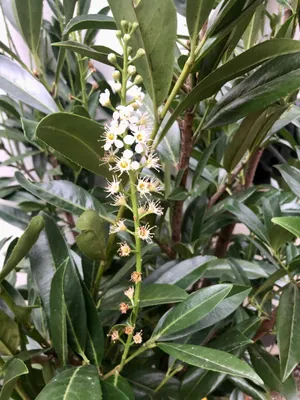 Obrázok produktu pre 10 ks portugalského orechovca – Prunus lusitanica 'Caucasica' | 40-60 cm, bez koreňového balu