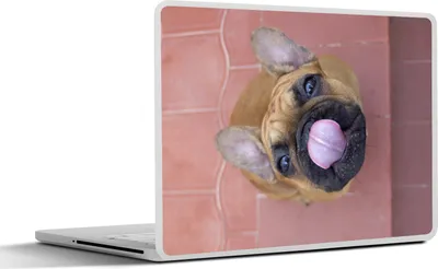 Produktbild von MuchoWow® Laptop Aufkleber Sticker Cover Ein Welpe einer Französischen Bulldogge 40x30 cm - Laptop Dekoration - Selbstklebend