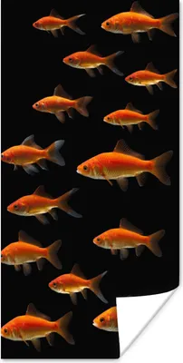 Produktbild von MuchoWow® Poster Goldfisch - Tiere - Schwarz 20x40 cm - Plakat - Foto