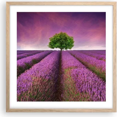 Produktbild von Gerahmtes Poster - Rahmen in heller Eiche - Wiese lavenda Sommer Landschaft - 50x50 cm - Wand Bild - Wanddeko - Wandbilder - Wandposter - Bilderrahmen - Bilder - Kunstdruck - P2NAC50x50-2605