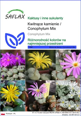 Zdjęcie produktu dla SAFLAX - Kwitnące kamienie / Conophytum Mix - 40 Nasiona - Conophytum Mix