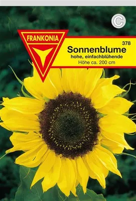 Produktbild von Sonnenblumen hohe, einfachblühende