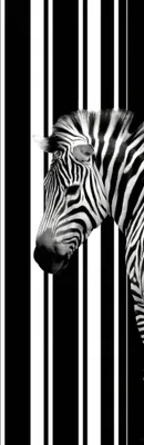 Obrázok produktu pre Zebry Art Print Picture - Čiarový kód Zebra (158 x 53 cm)