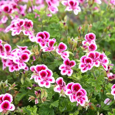 Produktbild von Bakker.com - Duftgeranie Pansy (x3), Die 3 töpfe / Ø 10.5cm