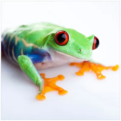 Produktbild von Wallario Premium Glasbild, freischwebende Optik, kräftige Farben, Größe 50 x 50 cm Motiv Lustiger Frosch in grün und orange