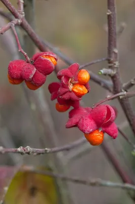 Produktbild von Euonymus europaeus, Pfaffenhütchen, 60–100 cm