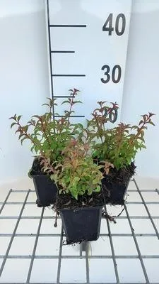 Image de 6 x Fuchsia magell. 'Gracilis' - Fuchsia - pot 9 x 9 cm