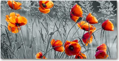 Produktbild von Tulup® Glas-Bild - 100x50 -Wandkunst - Wandbild hinter gehärtetem Sicherheitsglas  - Blumen & Pflanzen - Feldmohnblumen - Orange