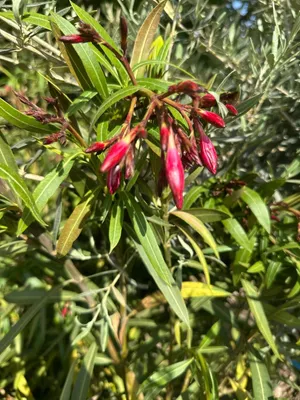Produktbild von Nerium Oleander XXXL 180 cm Rot Sehr gute Qualität aus Spanien