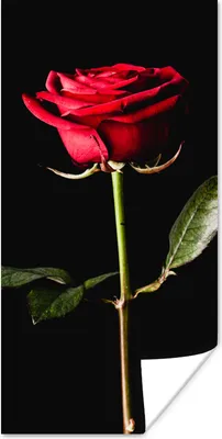 Produktbild von MuchoWow® Poster Eine rote Rose auf schwarzem Hintergrund 60x120 cm - Wandschmuck