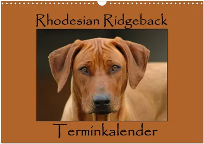 Produktbild von Rhodesian Ridgeback Terminkalender (Wandkalender 2025 DIN A3 quer), CALVENDO Monatskalender