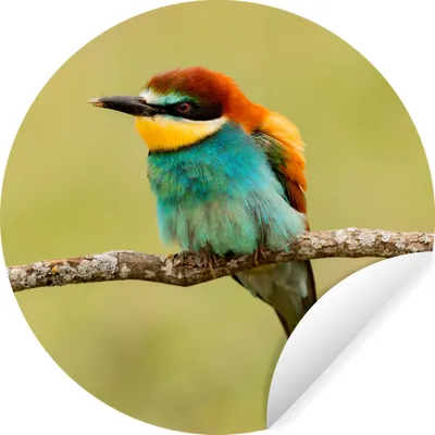 Produktbild von MuchoWow® Runde Wandtattoo - Wandsticker Tapete Aufkleber Vogel - Bienenfresser - Tiere Ø 80 cm Selbstklebend und Repositionierbar - Wandaufkleber - Kreis - Mauerkreis - Wand Bilder - Wandsticker - Wohnzimmer Dekoration - Dekoration für die Wände - Aluminium - Babyzimmer