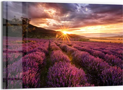 Produktbild von DEQORI Glasbild Echtglas 90x60 cm 'Lavendelreihen am Abend' Wandbild Bild modern Deko